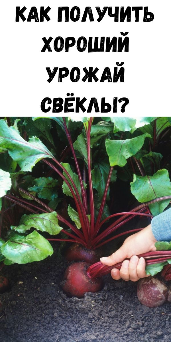 Как получить хороший урожай свёклы?