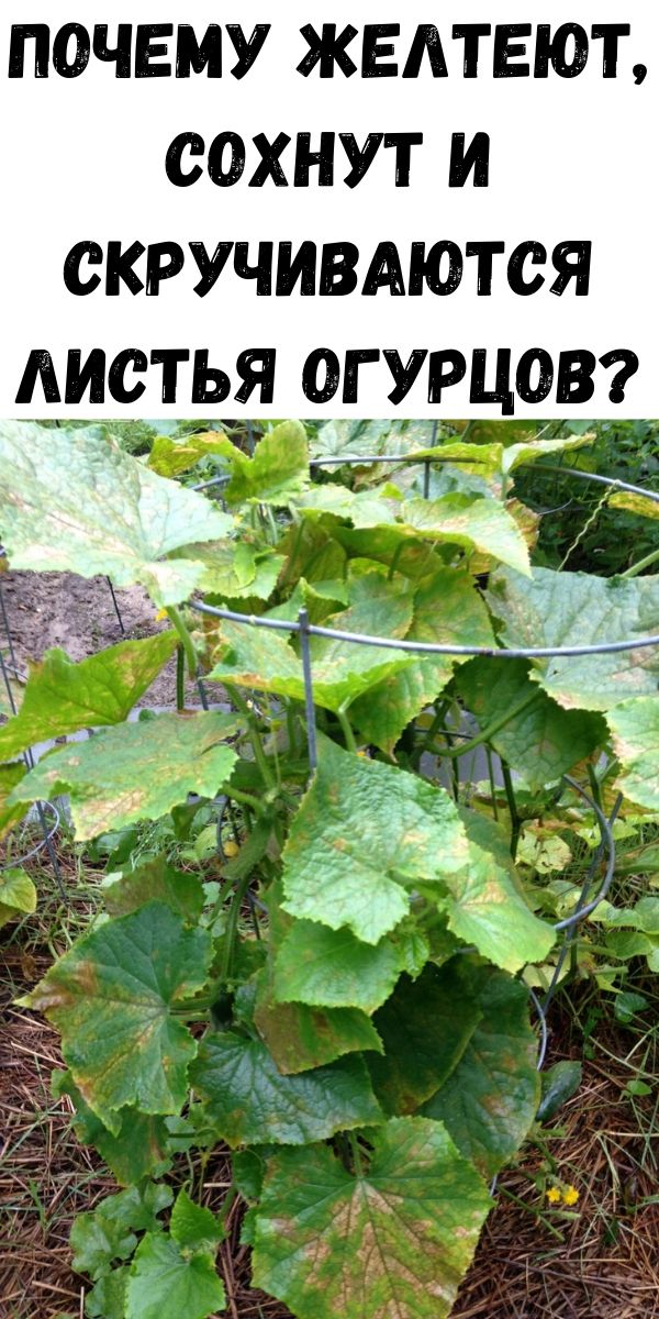 Почему желтеют, сохнут и скручиваются листья огурцов?