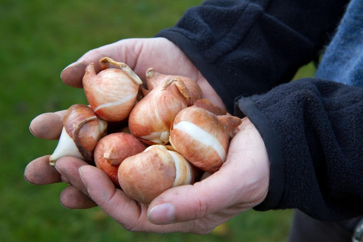 Как хранить зимой луковицы гладиолусов и тюльпанов