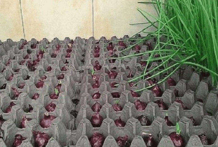 Как гарантированно вырастить зеленый лук в домашних условиях: пошаговая инструкция