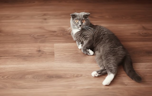 10 интересных фактов о кошках, о которых вы и не подозревали