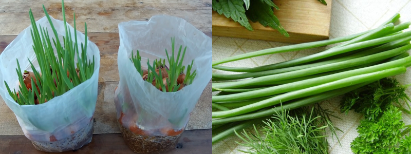Зеленый лук к Новому году: самые быстрые способы выращивания свежей домашней зелени