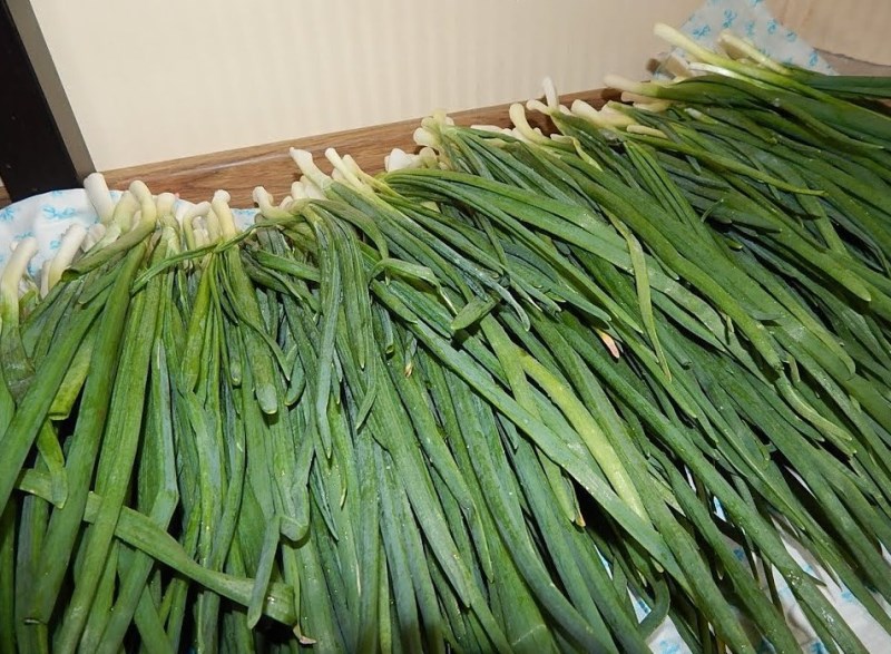 Зеленый лук к Новому году: самые быстрые способы выращивания свежей домашней зелени