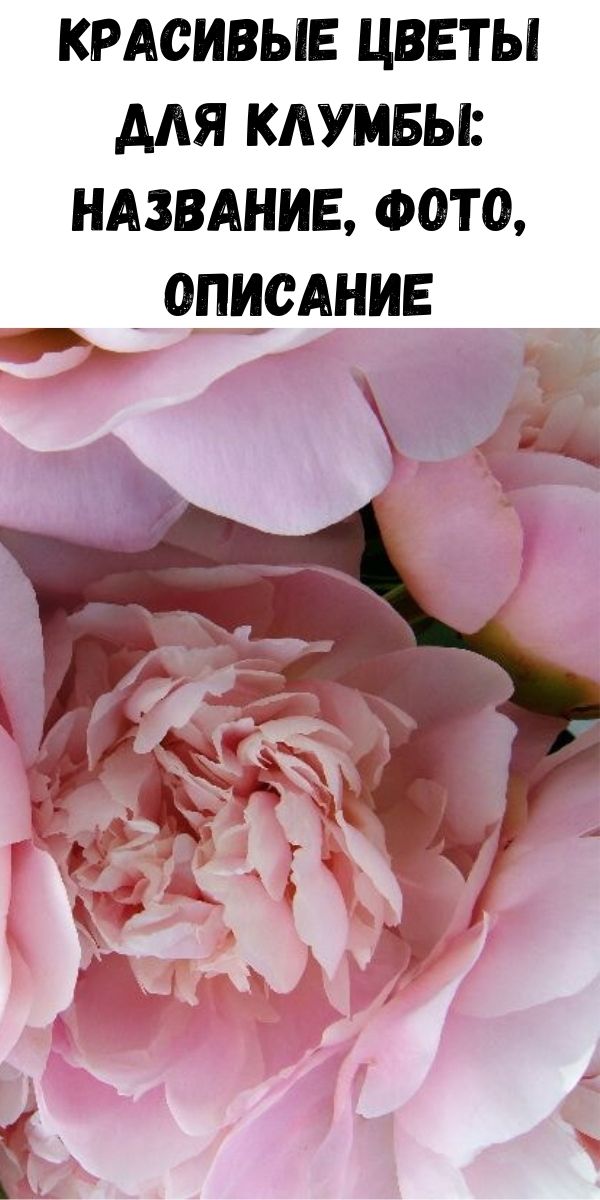 Красивые цветы для клумбы: название, фото, описание