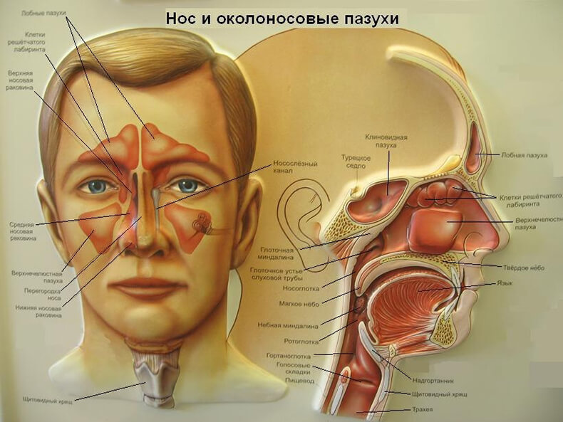 Гайморовы пазухи расположение схема рисунок прочистить