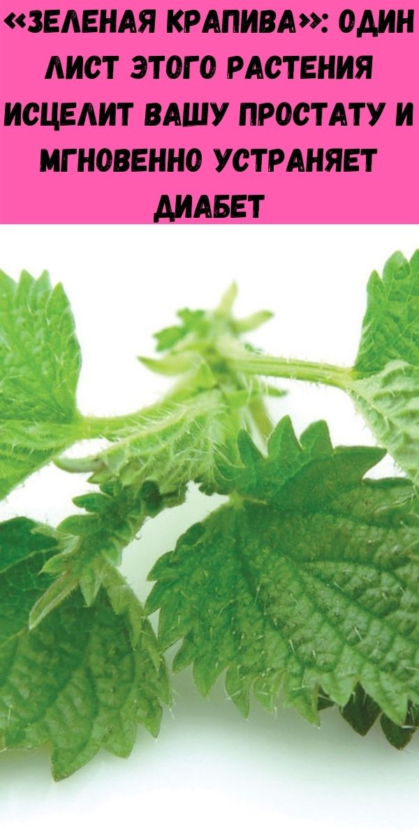 «Зеленая крапива»: один лист этого растения исцелит вашу простату и мгновенно устраняет диабет
