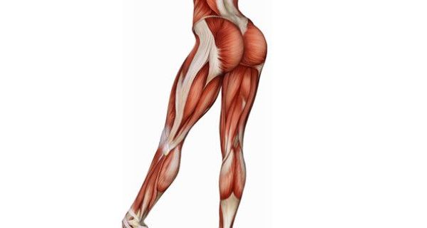 Потрясающие ноги! Упражнения для мышц бедра и ягодиц
