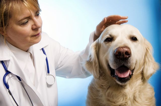 ФОТО: Эта собака не отходила от ее живота и врачи случайно поняли почему?!