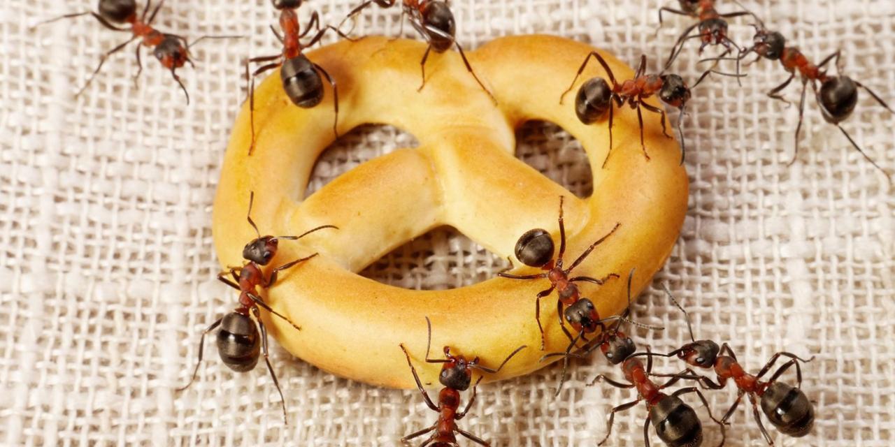Как избавиться от муравьёв в квартире. Народные советы