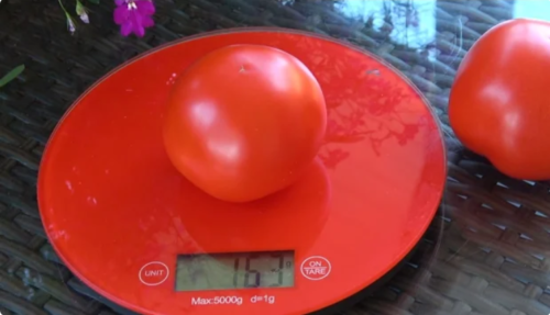 Ультраранний и урожайный томат, который при этом еще и низкорослый, для защищенного грунта.