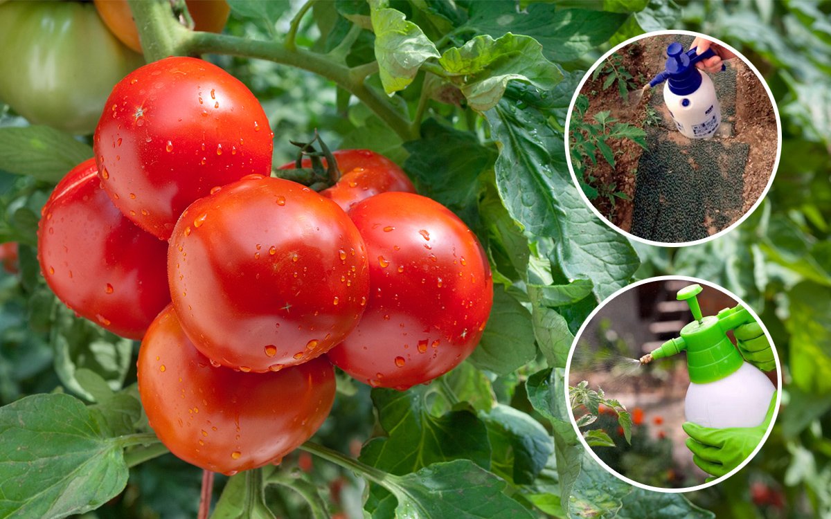 Чем нужно опрыскивать томаты в июне и июле, чтоб сберечь и повысить урожай.