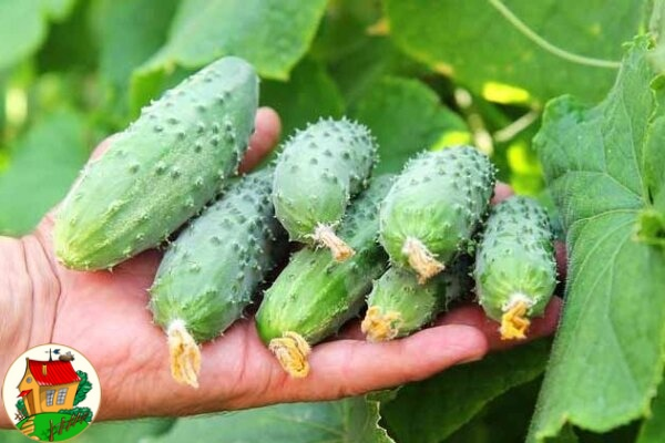 САМАЯ НАСТОЯЩАЯ ШПАРГАЛКА НА ЛЕТО! Все, что нужно знать об огурцах.