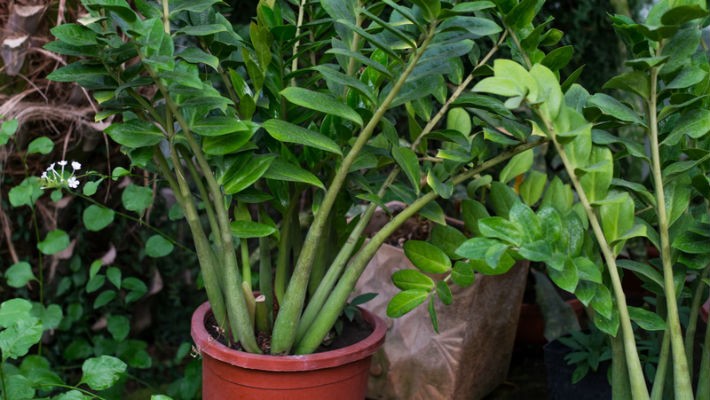 Вот как заботиться о “долларовом дереве”, чтобы оно стремительно разрасталось Вот как заботиться о “долларовом дереве”, чтобы оно стремительно разрасталось