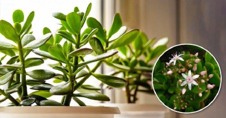 Чем нужно подкармливать денежное дерево: 4 народных средства Чем нужно подкармливать денежное дерево: 4 народных средства