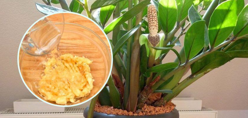 10 лучших подкормок для домашних растений: каждая максимум из 2 ингредиентов! Моей оранжерее не будет равных!