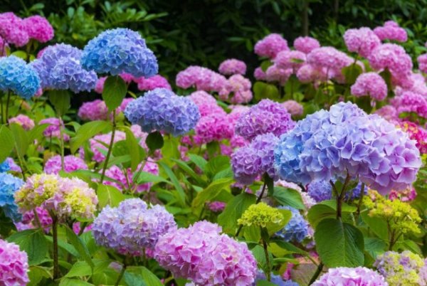 15 быстрорастущих декоративных кустарников, которые преобразят участок