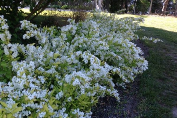 15 быстрорастущих декоративных кустарников, которые преобразят участок