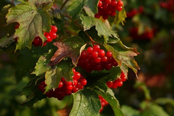 15 быстрорастущих декоративных кустарников, которые преобразят участок