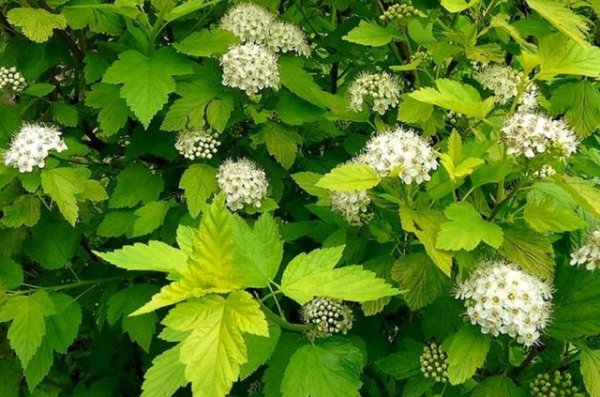 15 быстрорастущих декоративных кустарников, которые преобразят участок