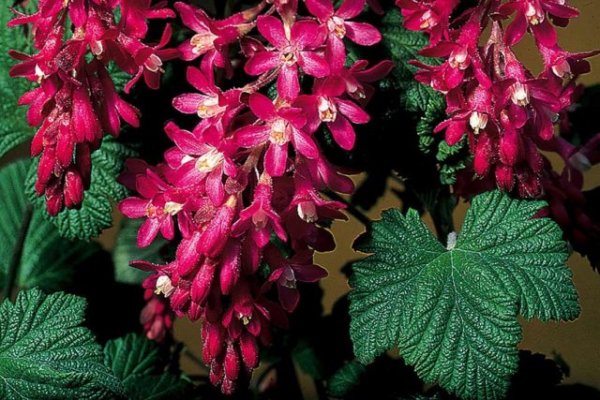 15 быстрорастущих декоративных кустарников, которые преобразят участок