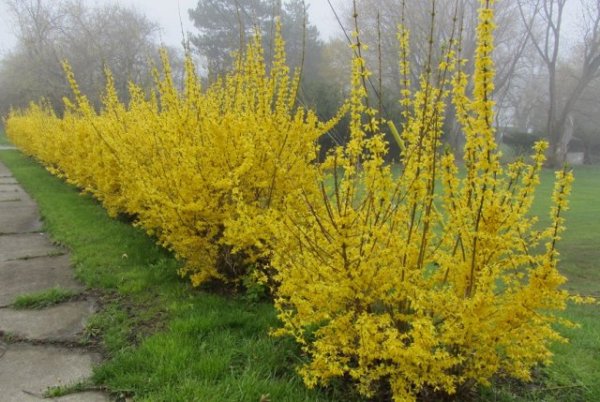 15 быстрорастущих декоративных кустарников, которые преобразят участок