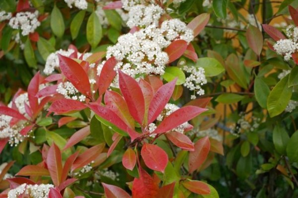 15 быстрорастущих декоративных кустарников, которые преобразят участок