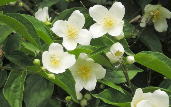 15 быстрорастущих декоративных кустарников, которые преобразят участок