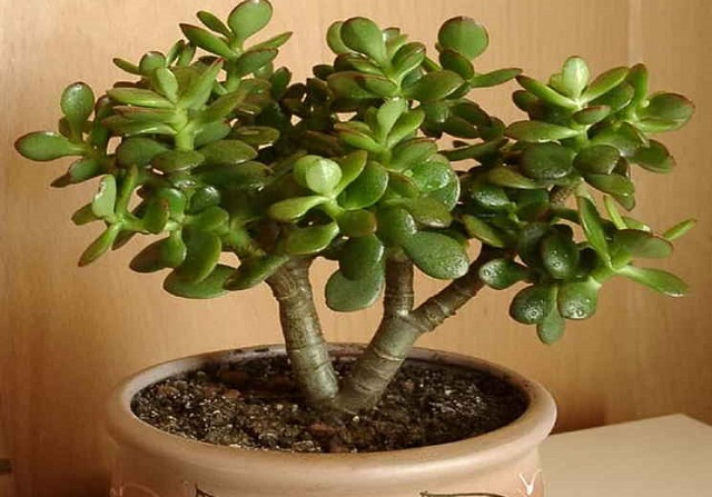 ЖИВОЕ ДЕРЕВО СПАСЕТ ОТ ВАРИКОЗА