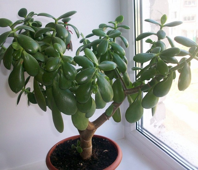 ЖИВОЕ ДЕРЕВО СПАСЕТ ОТ ВАРИКОЗА