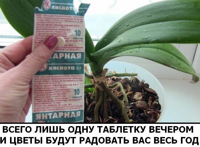 РАЗВЕДИТЕ ВСЕГО ЛИШЬ ОДНУ ТАБЛЕТКУ ВЕЧЕРОМ И ЦВЕТЫ БУДУТ РАДОВАТЬ ВАС ВЕСЬ ГОД