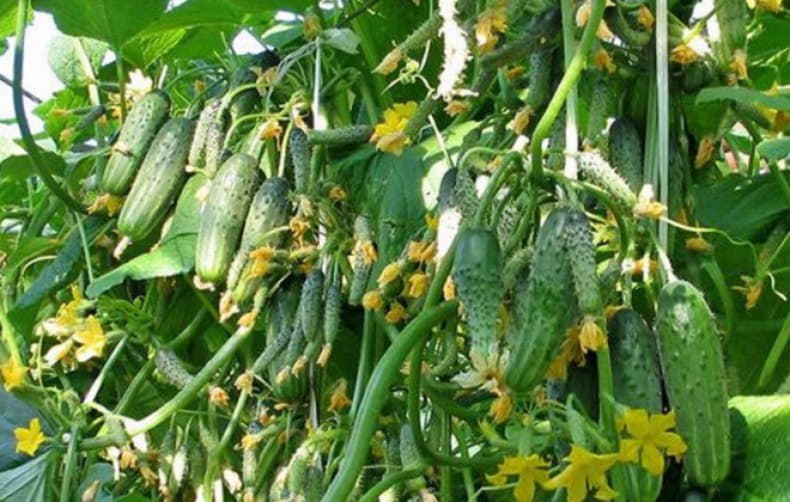 УДОБРЯЮ ТАК ОГУРЦЫ КАЖДЫЙ ГОД. УРОЖАЙ НА ЗАВИСТЬ!