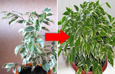 Как оживить самое хилое комнатное растение