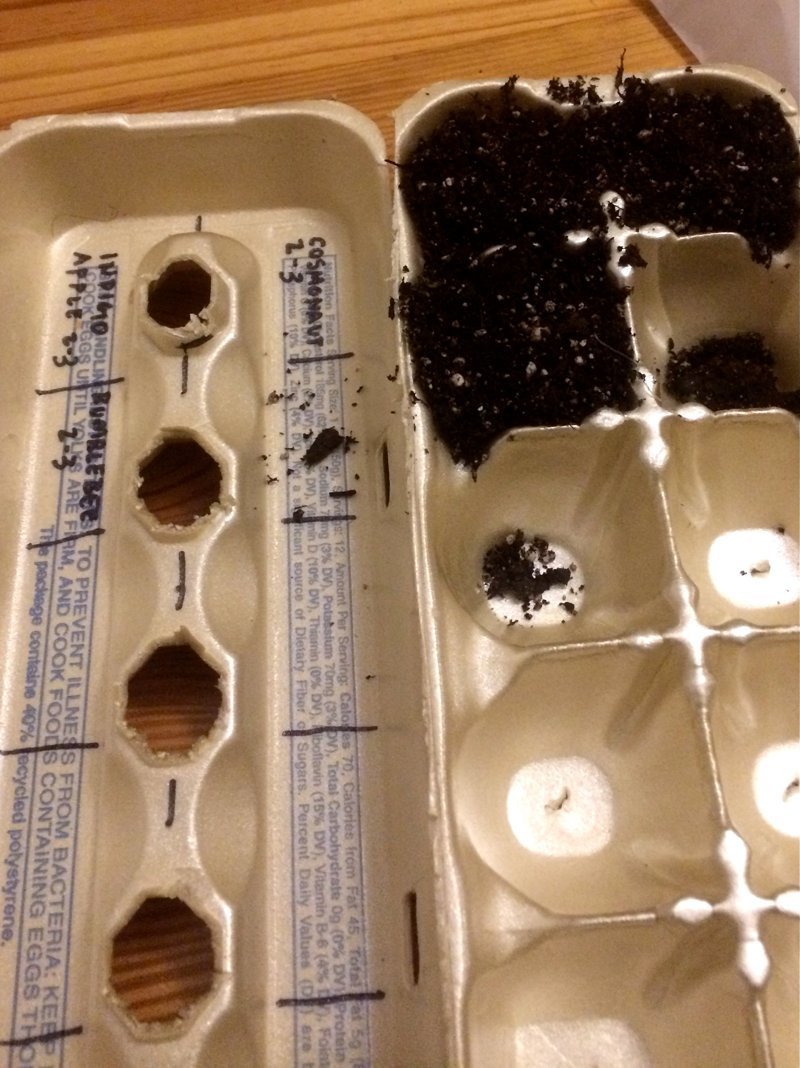 Куда деть коробки от яиц? Только не вздумайте их выбрасывать