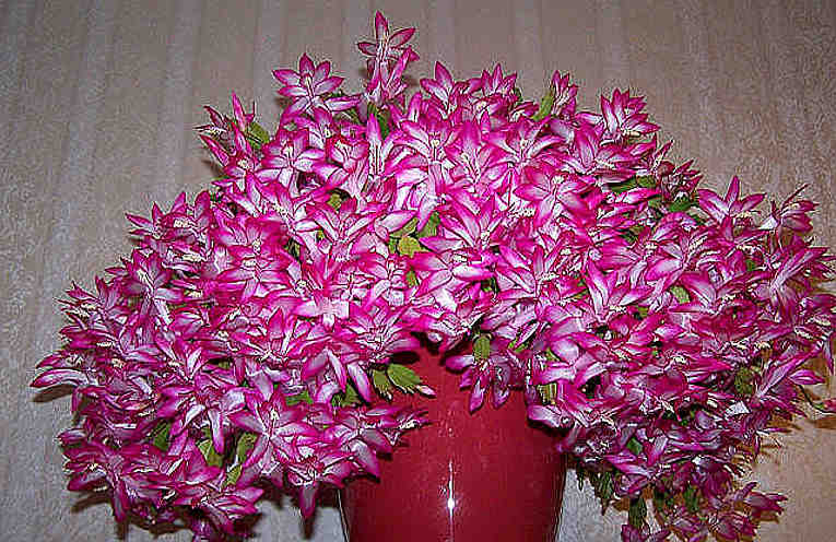 Черновик Черновик