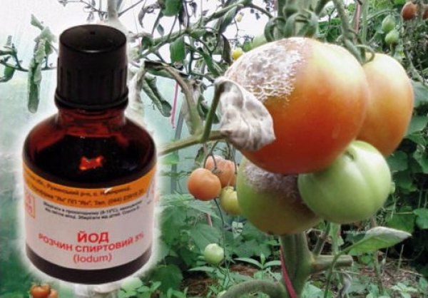 Раствор на основе йода для помидор. Чтоб хорошо росли и не болели! Раствор на основе йода для помидор. Чтоб хорошо росли и не болели!