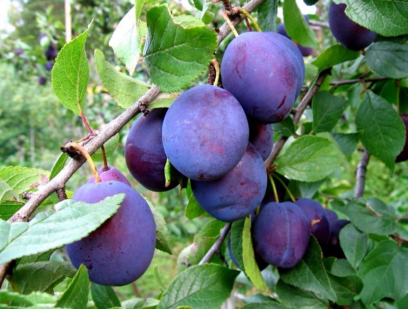 Что будет, если есть чернослив каждый день? Против запора, болезней сердца и глаз.