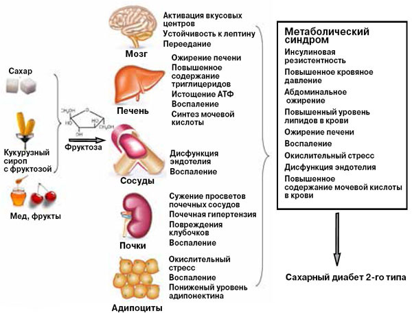 Выключатель жира: почему на самом деле появляется живот.