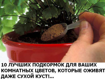 Невероятно! Эти подкормки для комнатных растений способны оживить даже самое безнадежное растение! Невероятно! Эти подкормки для комнатных растений способны оживить даже самое безнадежное растение!