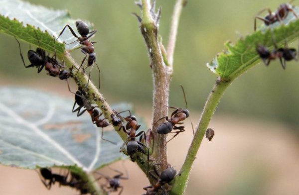 Что делать, если в теплице завелись муравьи: эффективные способы бoрьбы с вредителями.