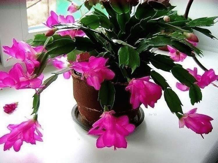 МАЛЕНЬКАЯ ХИТРОСТЬ: ЧТОБЫ ЦВЕТЫ В ДОМЕ ЦВЕЛИ ПЫШНО И ДОЛГО! МАЛЕНЬКАЯ ХИТРОСТЬ: ЧТОБЫ ЦВЕТЫ В ДОМЕ ЦВЕЛИ ПЫШНО И ДОЛГО!