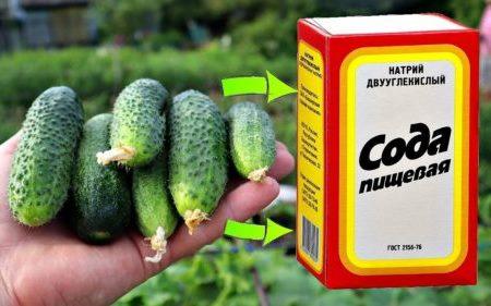 Полила огурцы в августе содой плодоносят хорошо. Рассказываю способ. Полила огурцы в августе содой плодоносят хорошо. Рассказываю способ.