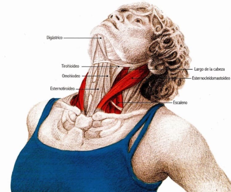 Упражнения для шеи: Освобождают от зажимов и нормализуют давление