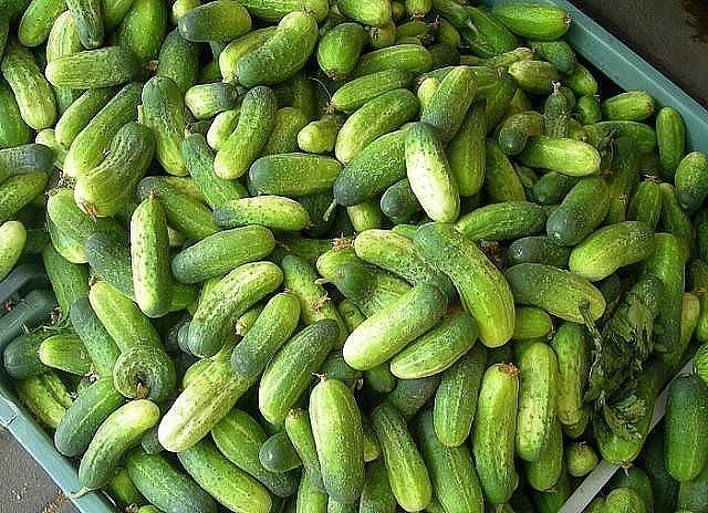 КАК СОБРАТЬ 60 ВЕДЕР ОГУРЦОВ С СЕМИМЕТРОВОЙ ГРЯДКИ