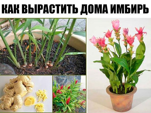 КАК ВЫРАСТИТЬ ДОМА ИМБИРЬ