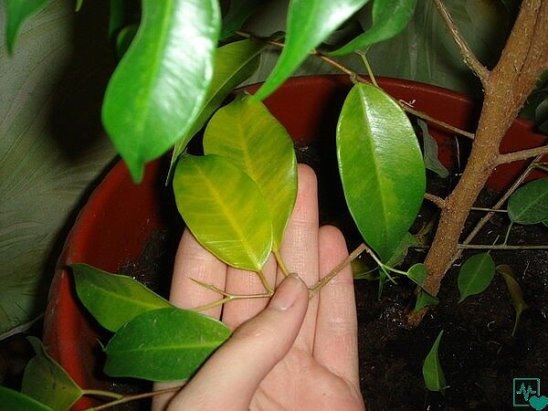 Просто добавьте зубчик чеснока в цветочный горшок. Эффект потрясающий!