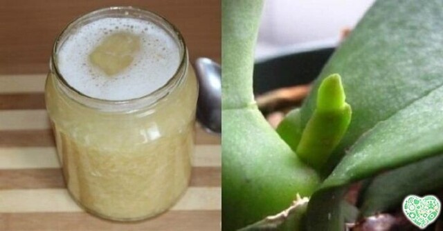 «Моя орхидея цветет как сумасшедшая» — записывайте рецепт чесночной супер-вкусняшки!