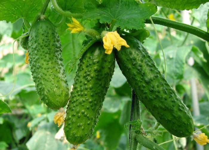 Йод и зеленка увеличат урожай огурцов и спасут от болезней