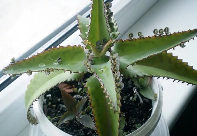 Каланхоэ перистое — хирург без скальпеля. Здоровье и лечение народными средствами.