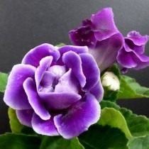 Глоксиния для начинающих