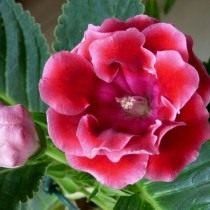 Глоксиния для начинающих